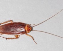 American cockroach.