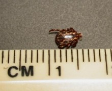 American dog tick by a measuring tape.
