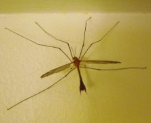 Crane fly on a wall.