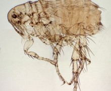 Close-up of a flea.
