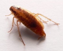 German cockroach.