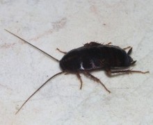 Oriental cockroach.