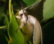 Silk moth on a leaf.