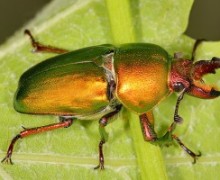 Stag beetle on a leaf.
