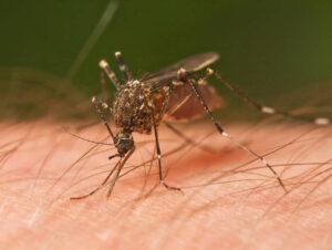 Close-up of a mosquito biting a person. 